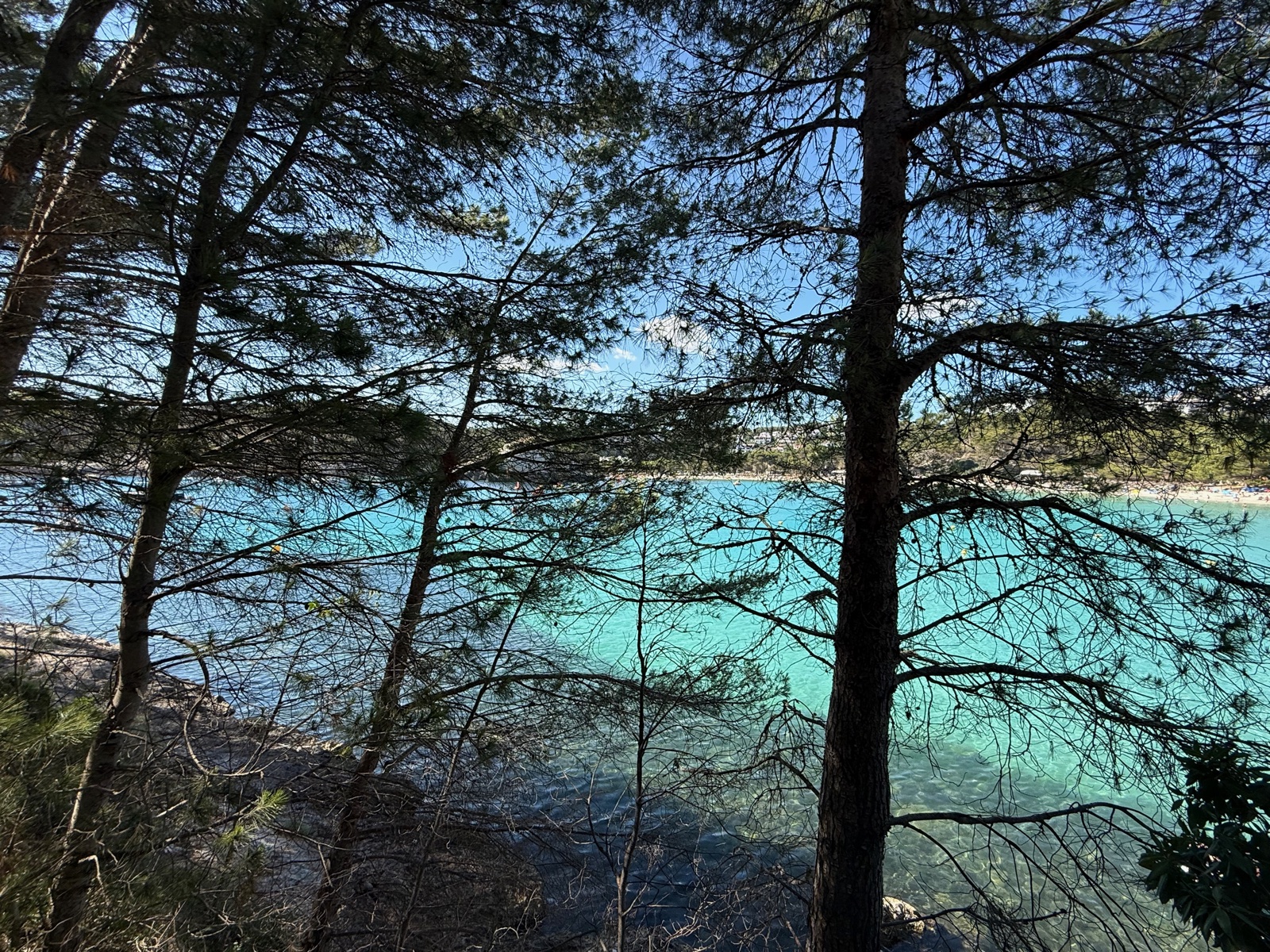 Turquoise waters of Cala Galdana glimpsed through Mediterranean pine trees